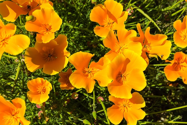 Oranje papavers in een zomerweide op zonnige dag. Horizontaal schot