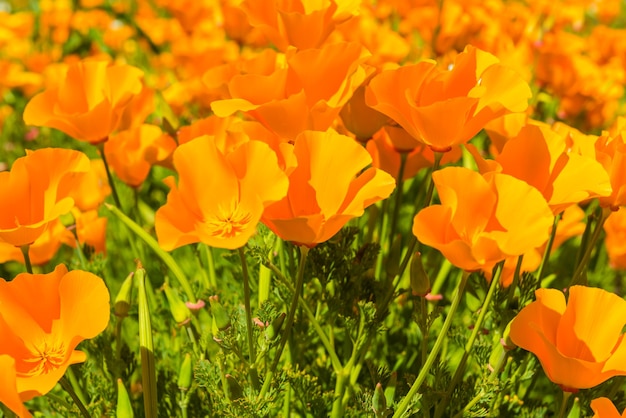 Oranje papavers in een zomerweide op zonnige dag. Horizontaal schot