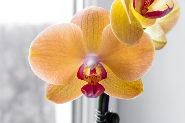 Oranje phalaenopsis orchidee bloem op het raam