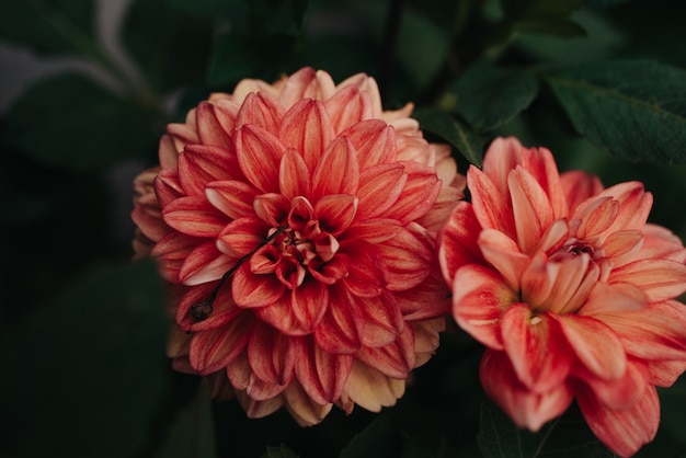 Oranje plant met waterdruppels vooraan