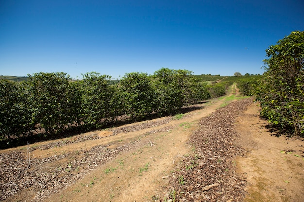 Oranje plantage onder een blauwe hemel op zonnige dag. Landbouw.