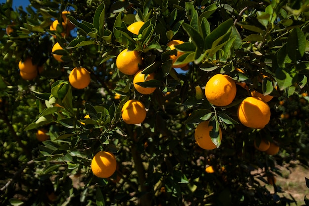 Oranje plantages in zonnige dag. Landbouw.
