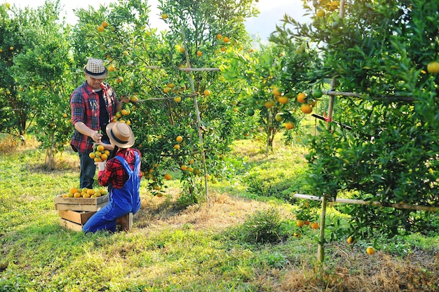 Oranje plukken in de sinaasappelboomgaard Gelukkig was de jonge tuinier de vruchten aan het oogsten