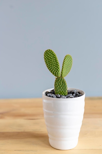 Oranje Polka dot cactus in een mooie pot