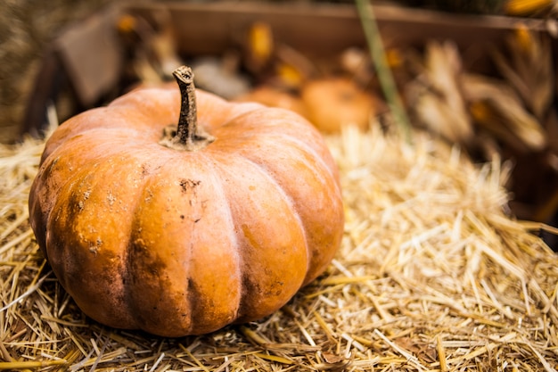 Oranje Pompoen In Het Hooi. Herfst. Oogst.