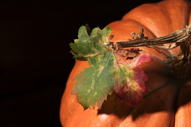 Oranje pompoen met kleurrijk blad. Detailopname. Herfst Thanksgiving Day. Schoonheid oogst herfst concept.