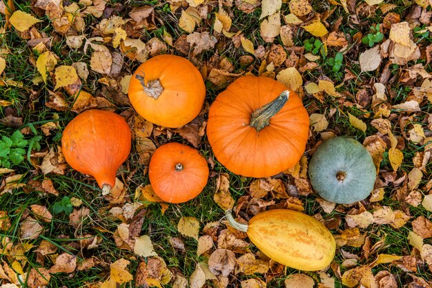 oranje pompoenen op de herfstgebladerte