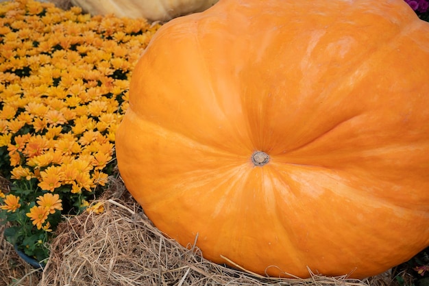 Foto oranje rijpe pompoen op hooi