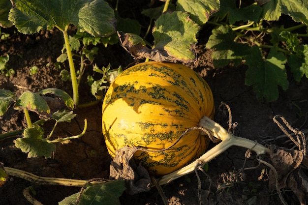 Oranje rijpe pompoenen in de tuin Thanksgiving en herfstoogstconcept