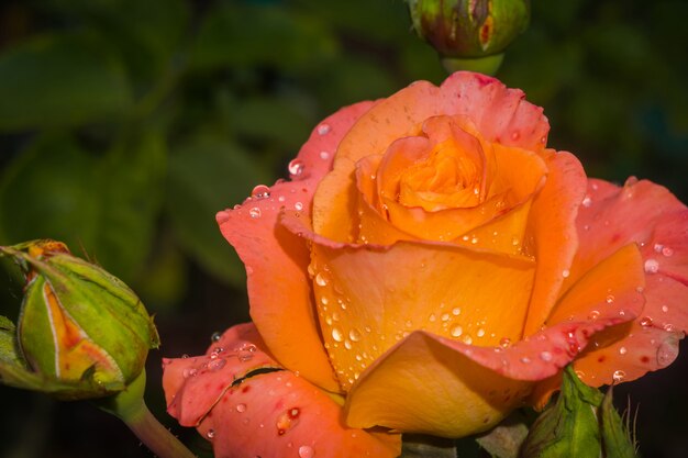 Foto oranje rose macro