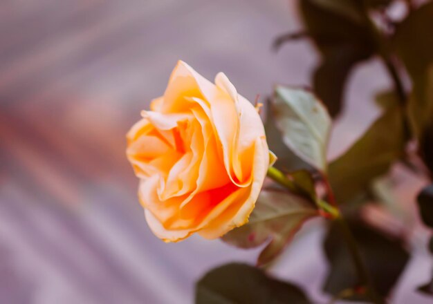 Oranje roze bloemen close-up