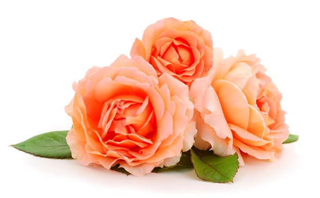 Oranje rozen bloemen