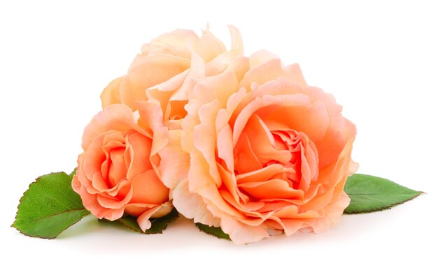 Oranje rozen bloemen