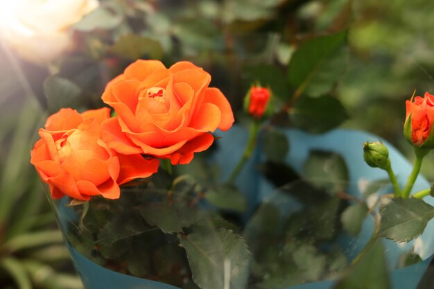 Oranje rozen in een pot kamerplant geselecteerde focus van zonnige schittering