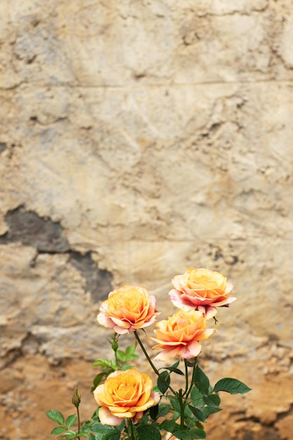 Oranje Rozen Met Exemplaar Ruimte