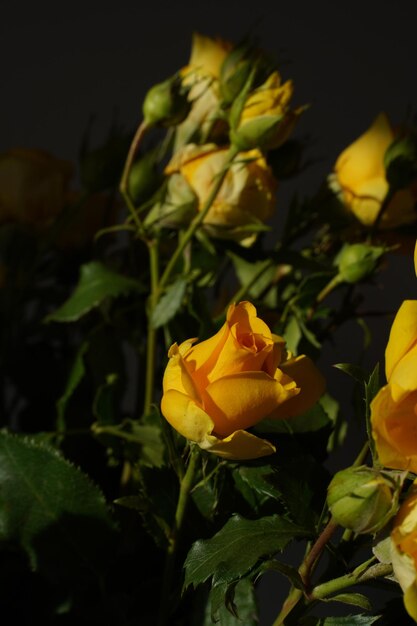 Foto oranje rozenknoppen in het zonlicht