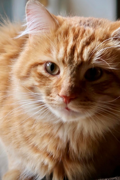 Oranje tabby kat