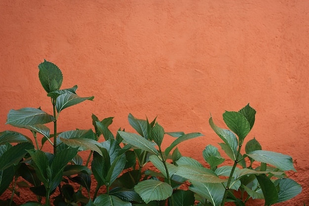 Oranje terrasmuur met grote groene bladeren