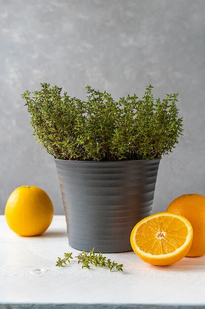 Oranje tijm of thymus citriodorus plant in grijze vaas met gesneden sinaasappels op grijze achtergrond