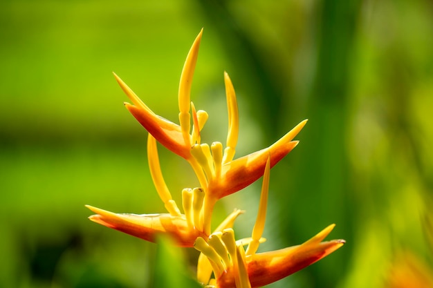 Oranje tropische bloemen op het eiland Bali Indonesië Close-up