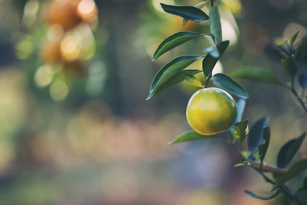 Oranje tuin