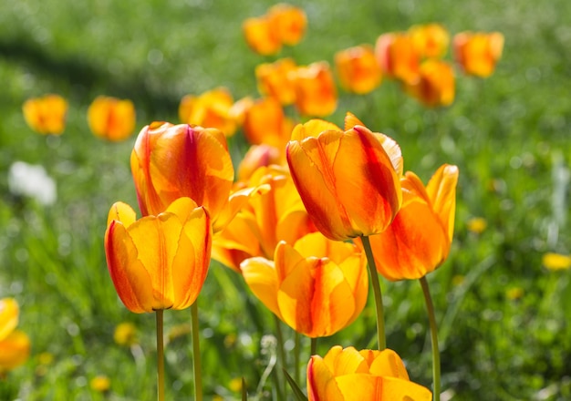 Oranje tulp bloem close-up in veld