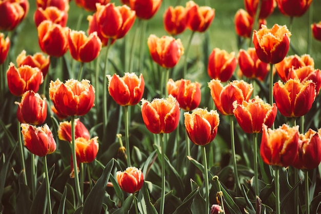 Oranje tulp bloemen