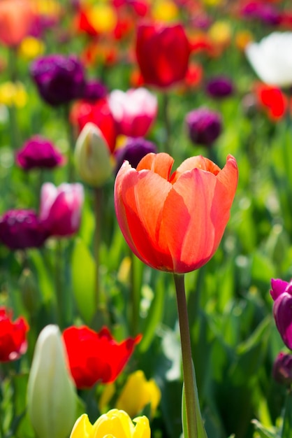 Oranje tulp in de natuur in het voorjaar