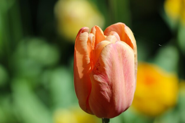 oranje tulp met selectieve focus op een natuurlijke wazige achtergrond