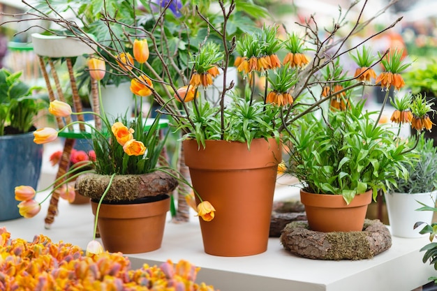 Oranje tulpen en fritillaria imperialis in bloempotten