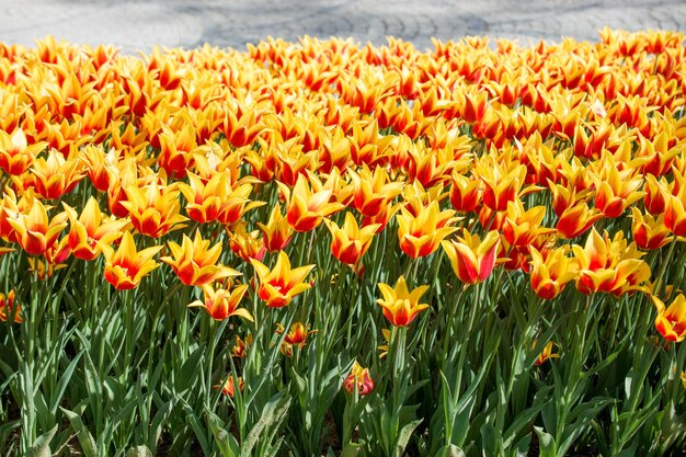 Oranje tulpen in de natuur in het voorjaar