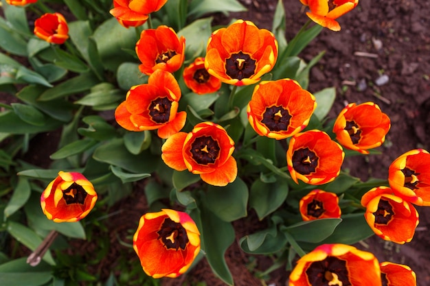 Oranje tulpen in de tuin bovenaanzicht.