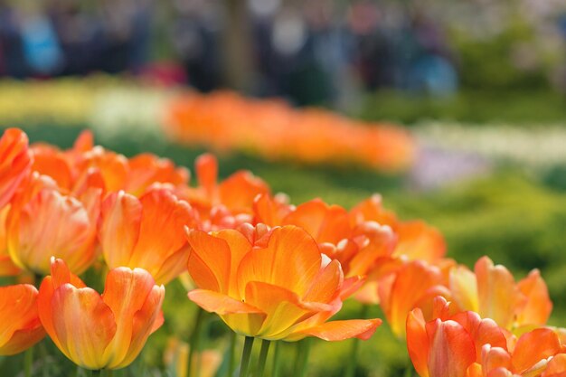 Oranje tulpen in een park achtergrond Lente concept close-up selectieve aandacht