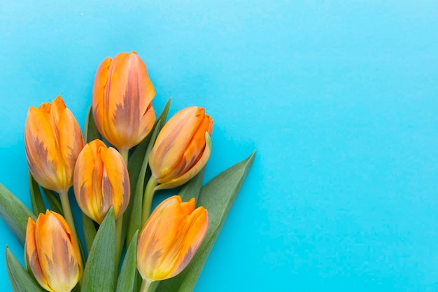 Oranje tulpen op de gekleurde achtergrond met kopieerruimte