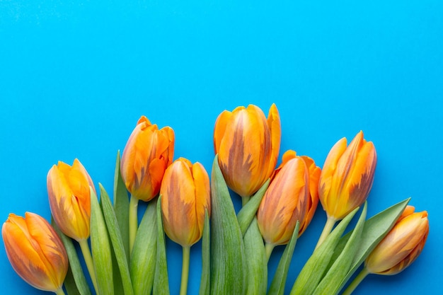 Oranje tulpen op de pastelkleurige achtergrond