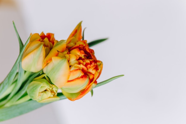 Oranje tulpen op witte houten achtergrond