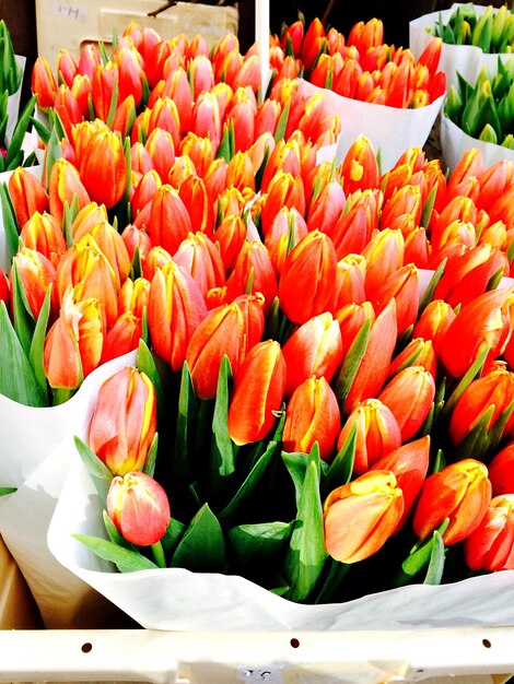 Foto oranje tulpen te koop op de markt.