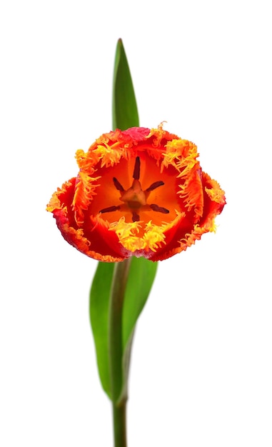 Oranje tulpenbloem geïsoleerd op witte achtergrond stilleven bruiloft Flat lay top view