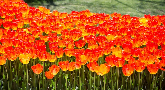 Oranje tulpenbloemen bloeien in de tuin