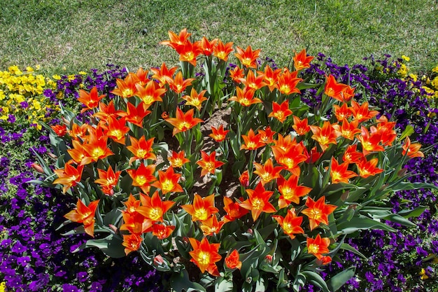 Oranje tulpenbloemen in de tuin