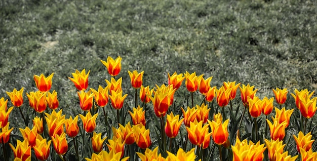 Oranje tulpenbloemen in de tuin