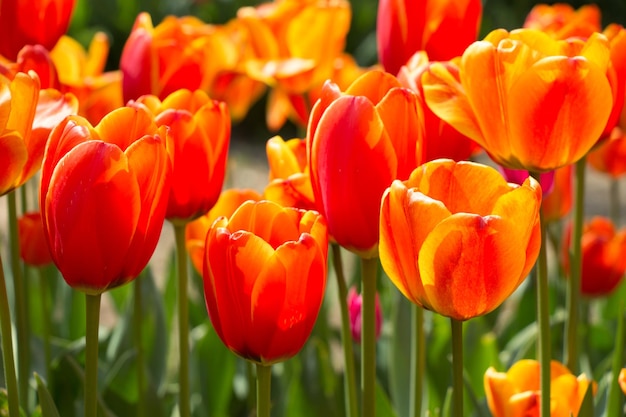 Oranje tulpenbloemen in de tuin