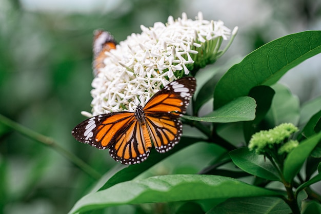 Oranje vlinder met witte Ixora-bloem