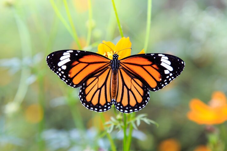 Oranje vlinder op oranje kosmosbloemen