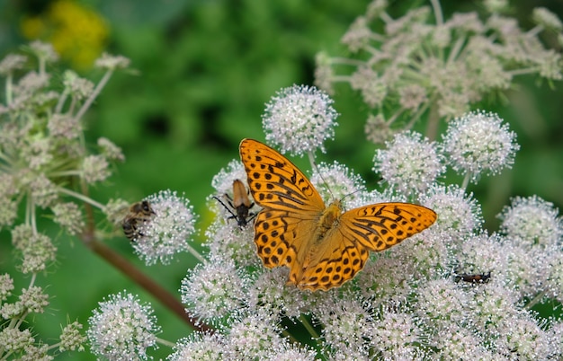 Oranje vlinder op witte bloem met groene planten in asutria