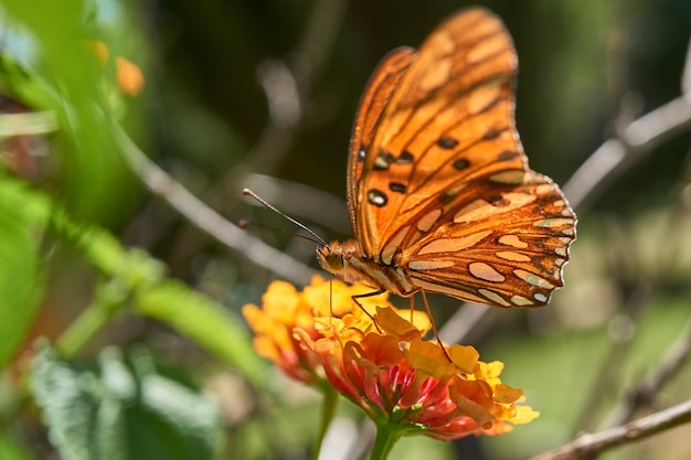 Oranje vlinder poseren op kleurrijke bloemen