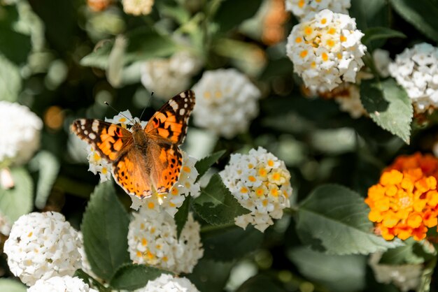 Oranje vlinder zittend op een bloeiende struik