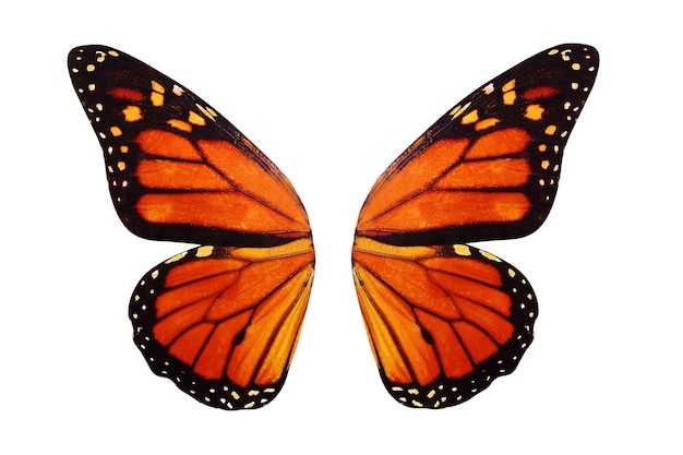Foto oranje vlindervleugels. geïsoleerd op witte achtergrondhite achtergrond