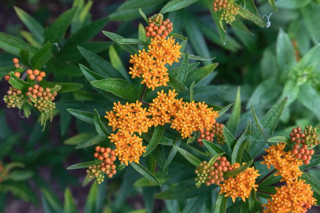 Foto oranje vlinderweed een soort melkweed die in een huistuin wordt gekweekt om vlinders en vogels aan te trekken