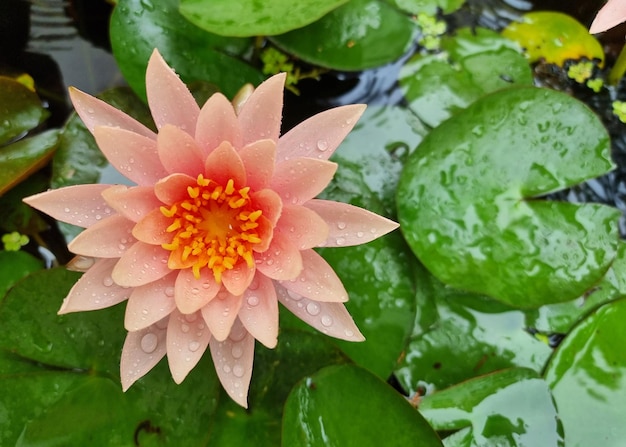 Oranje waterlelie of lotusbloem met groen blad in de vijver